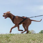 Ollipet X-Back Løbesele