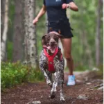 Non-Stop Dogwear Freemotion Harness 5.0 Pink | OUTLET