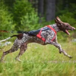 Non-Stop Dogwear Freemotion Harness 5.0 Pink | OUTLET