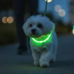 Ollipet Blinkende LED Halsbånd