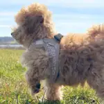 Ollipet Flora Step-in hundesele