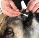 Ollipet Vatpinde | ekstra lange og store