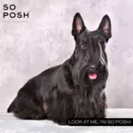 So Posh Professional I'm So Harsh Shampoo | 250 ml