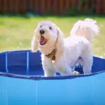 Active Canis Dog Pool | 100X30 cm