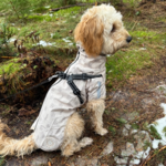 Ollipet Aqua Explorer De Luxe  Regnjakke | Med Sele