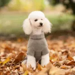 Ollipet Hundesweater | I Am Pawsome