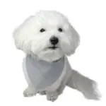 Ollipet Bandana til hunde | OUTLET