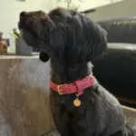 Ollipet Luxor Halsbånd