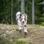 Non-Stop dogwear protector bootie | 4 stk | OUTLET