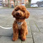 Ollipet For Wagging Tails | Step in Sele