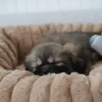 Ollipet Bella Bloom Donutseng | flere farver