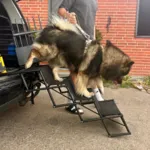 Nordic Paws Foldbar Hundetrappe