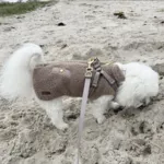 Ollipet Aarhus Hundejakke