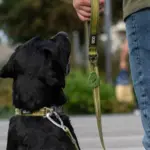 DOG Copenhagen Flexy™ Hundeposeholder