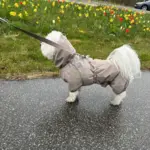 Pakketilbud | Ollipet Poncho m. snor