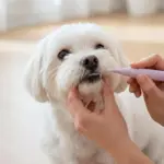 Ollipet DentaSolo hundetandbørste | M. tandpasta