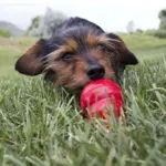 Kong Easy Treat