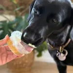 Fidovet Yogurt