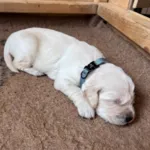 Ollipet For Wagging Tails | Halsbånd