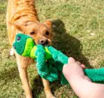KONG Knots Frog XL | 46 cm