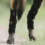 Back on Track Dixie Hasebandage