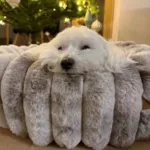 Ollipet Chinchilla Donutseng