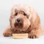 Yaki Tyggeben | Peanutbutter