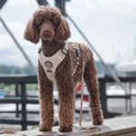 Ollipet For Wagging Tails | Adventure Hundesele 2.0