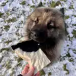 Njord Pet Oksechips |1 stk