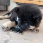 Njord Pet Oksestrimler |1 stk