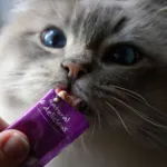 Woolf Wildcat Cream Godbid | 5 Sticks