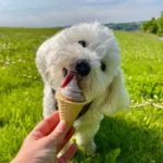 Pakketilbud | FrostSnack Hundeis med Oksepaté