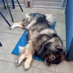 Freedog Hygge Series kølemåtte