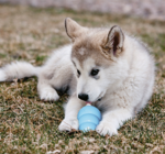 KONG Puppy Small| hvalpelegetøj