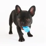 KONG Puppy Small| hvalpelegetøj