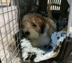 Skudo hundetransportbur
