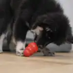 KONG Original