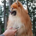 Ollipet Exclusive groomingsaks 5,5"