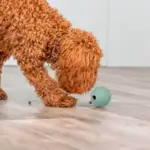 Trixie Snack Ball | Labyrint