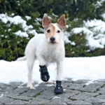 Walker Active Protective boots | hundestøvler 2 stk.